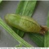 pol daphnis pupa1 volg1